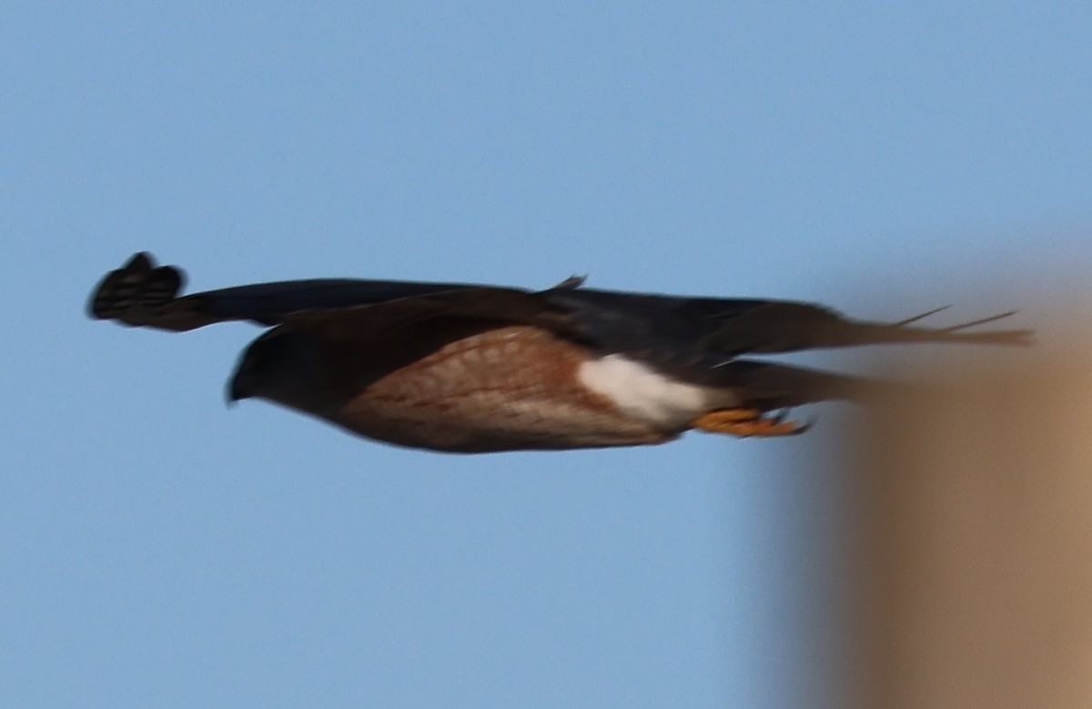 Cooper's Hawk - ML647445512