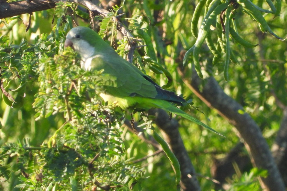 תוכי נזירי - ML647445520
