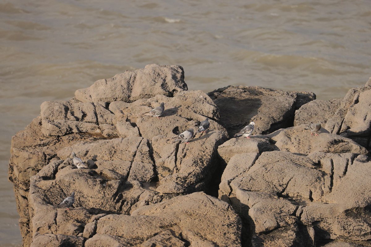 Kaya Güvercini (evcil tip) - ML647445523