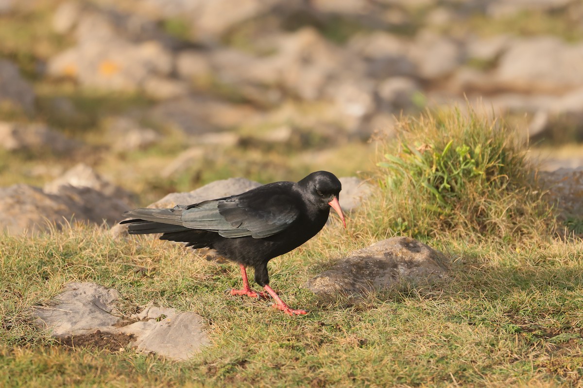 ベニハシガラス - ML647445533