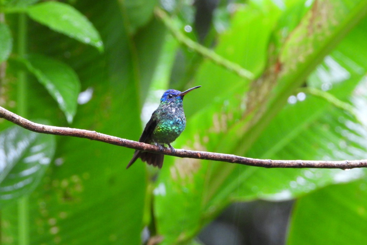 Golden-tailed Sapphire - ML647445535