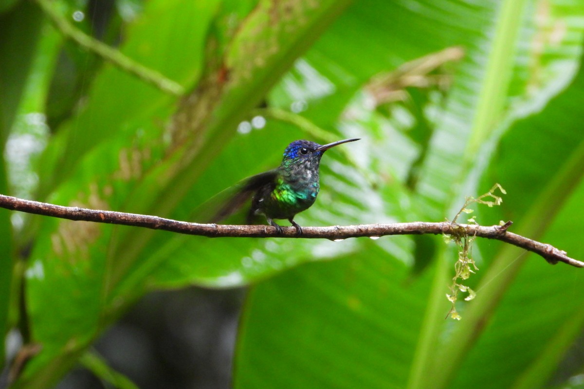 Golden-tailed Sapphire - ML647445536