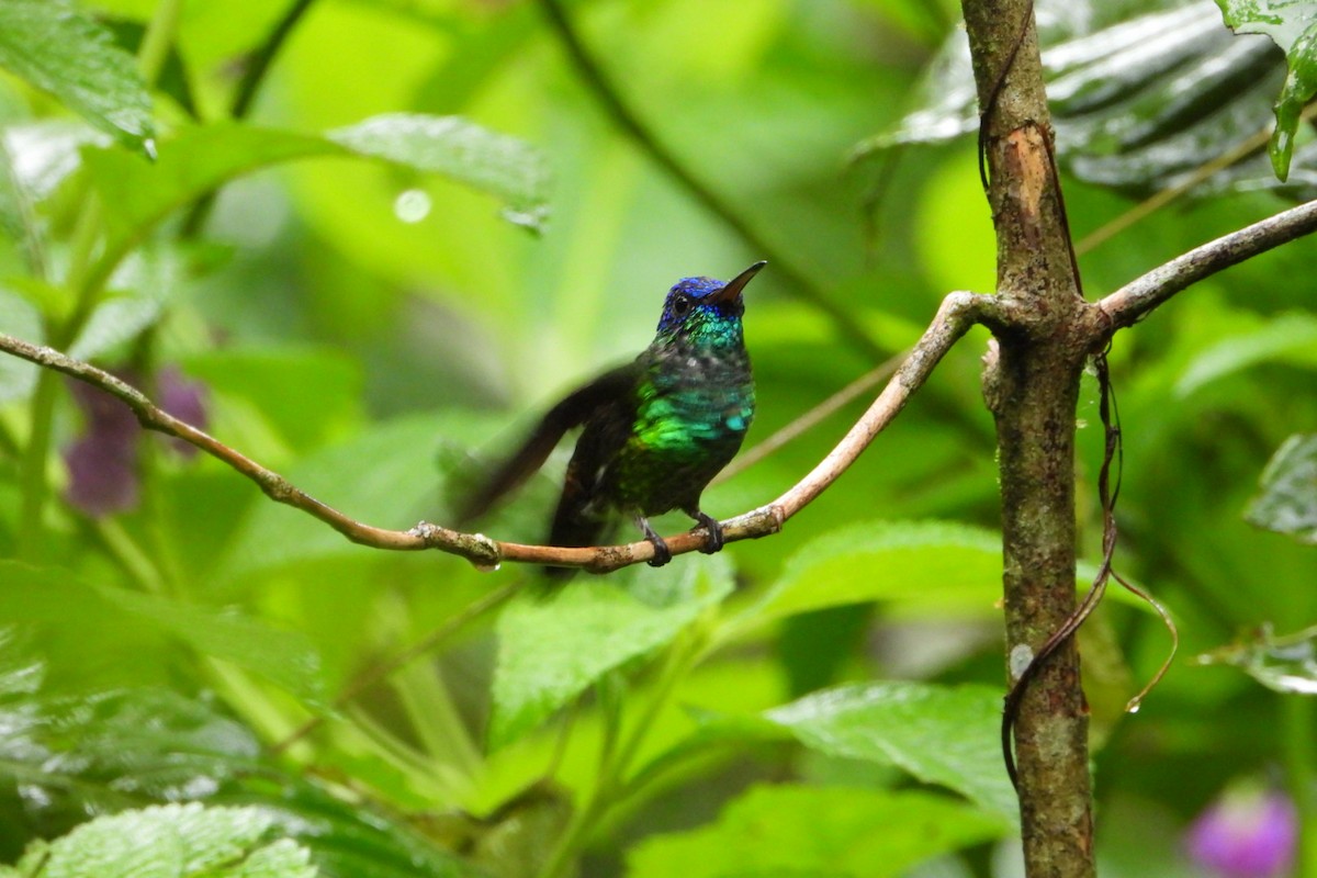 Golden-tailed Sapphire - ML647445537