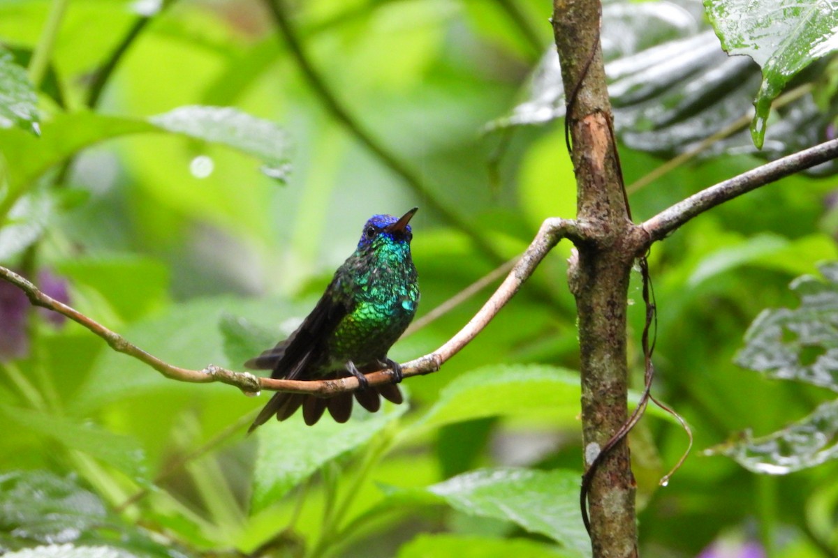 Golden-tailed Sapphire - ML647445538