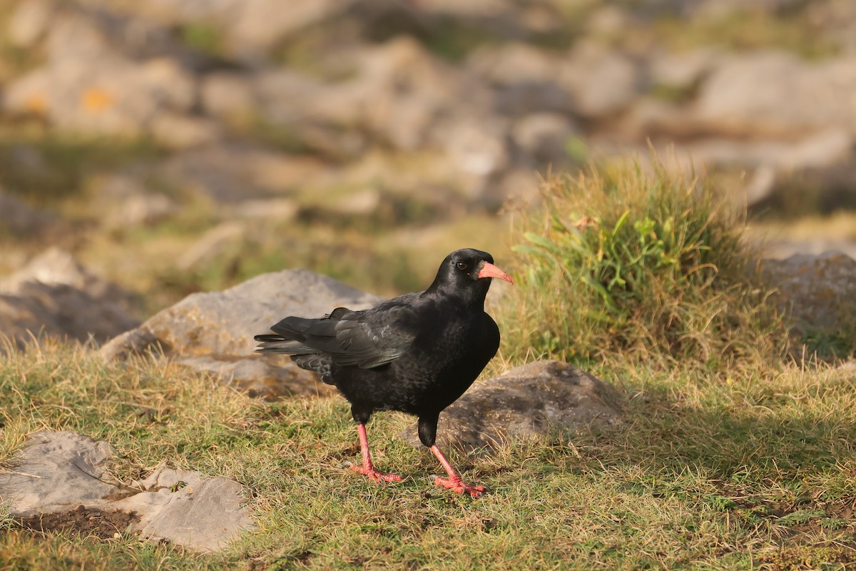 ベニハシガラス - ML647445546