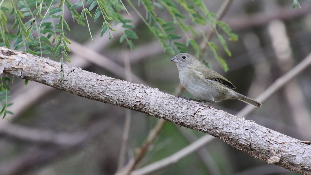 ニショクコメワリ - ML647445555