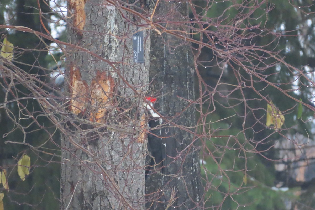 Pileated Woodpecker - ML647445558