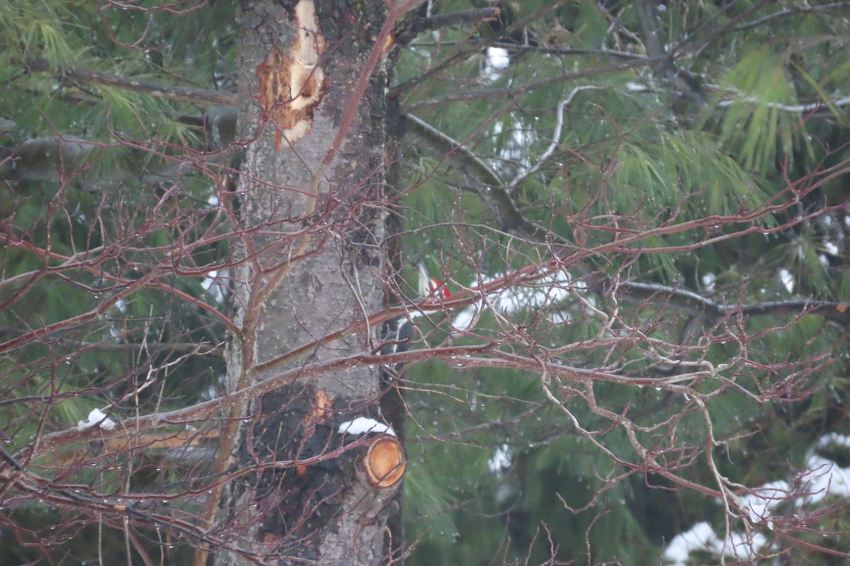 Pileated Woodpecker - ML647445559