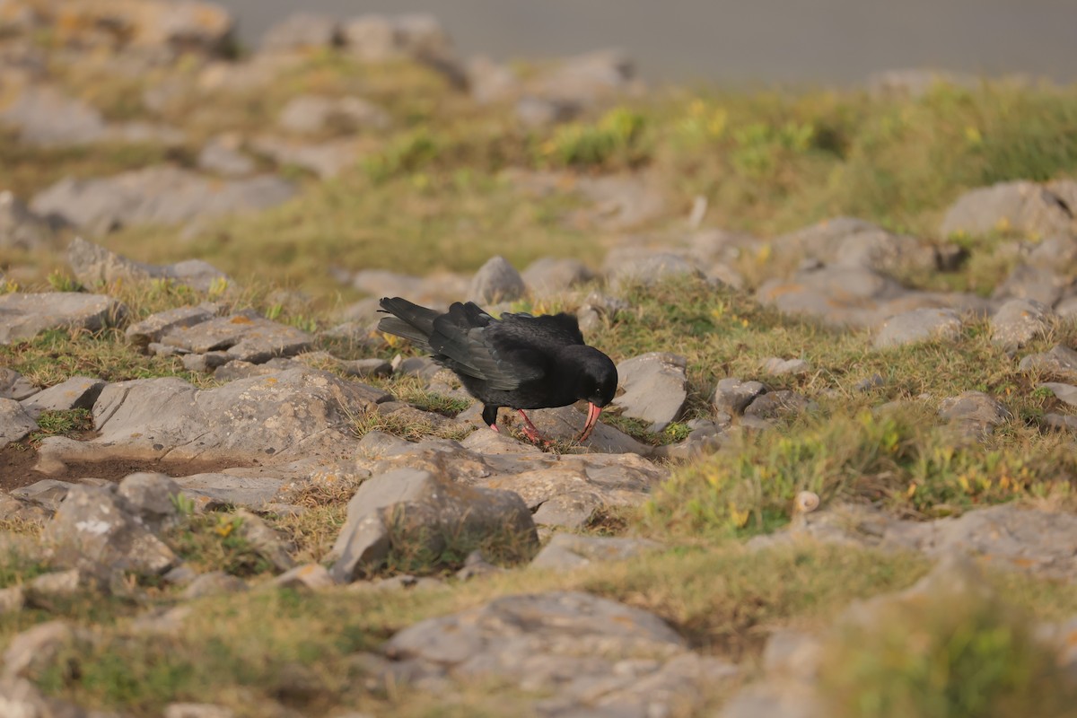 ベニハシガラス - ML647445560