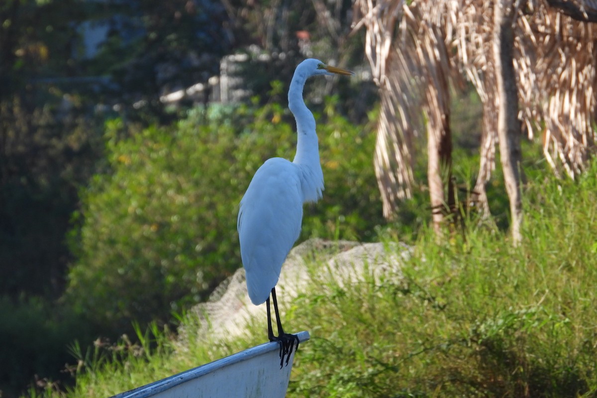 לבנית גדולה - ML647445561
