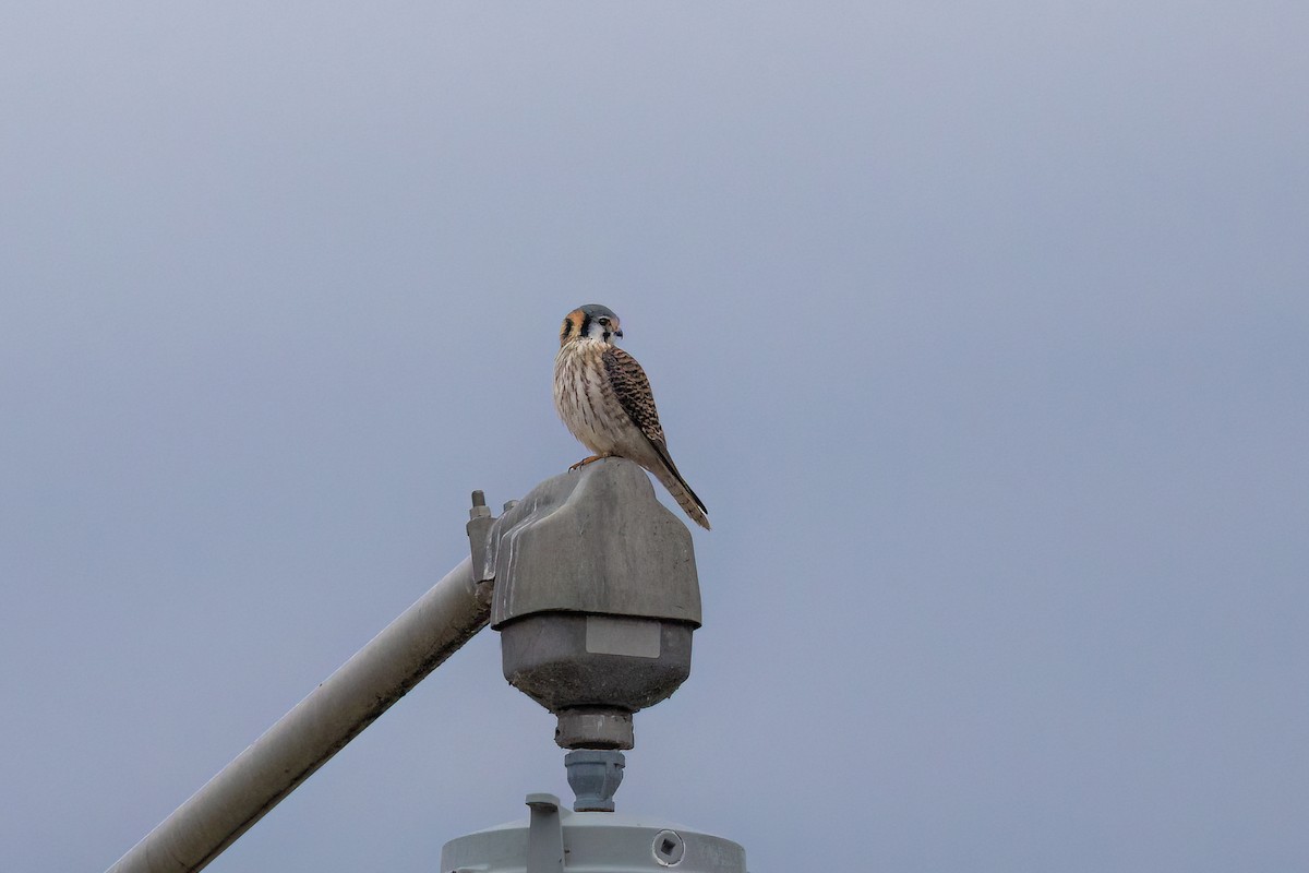 American Kestrel - ML647445576