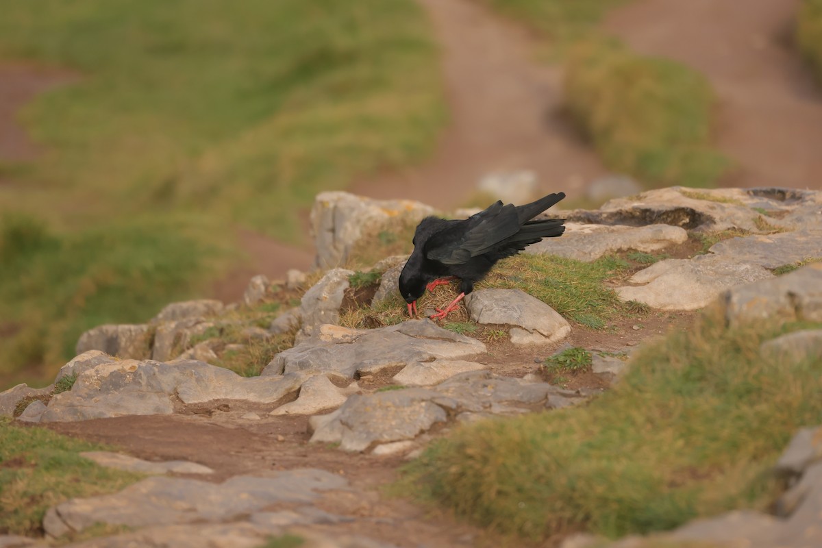 ベニハシガラス - ML647445579