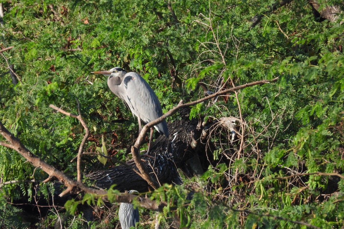 אנפה אמריקנית - ML647445587