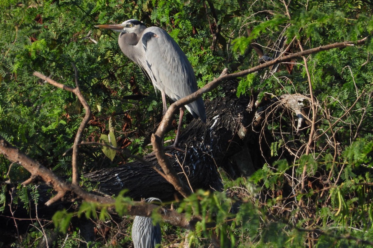 אנפה אמריקנית - ML647445588