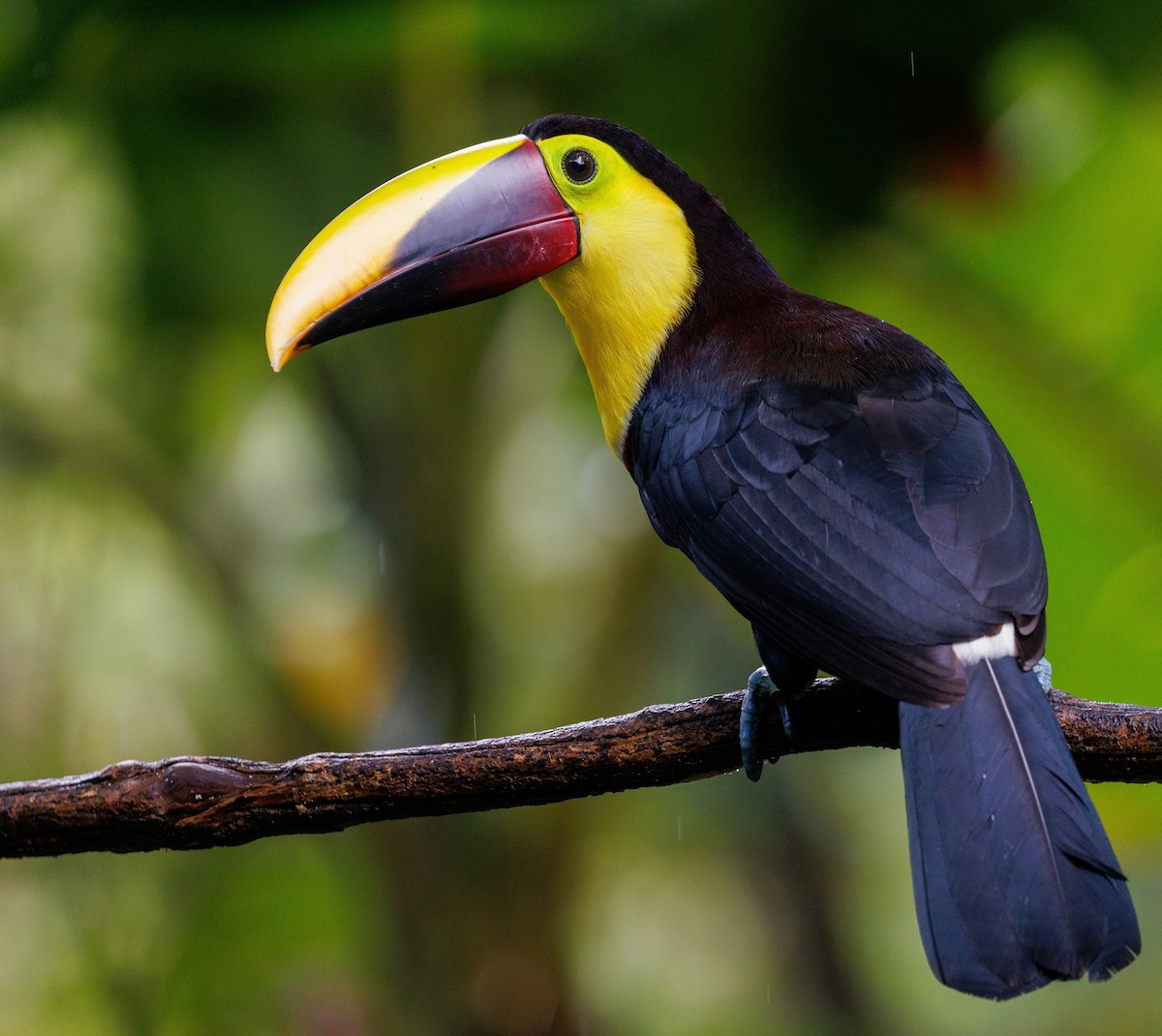 Yellow-throated Toucan - ML647445603