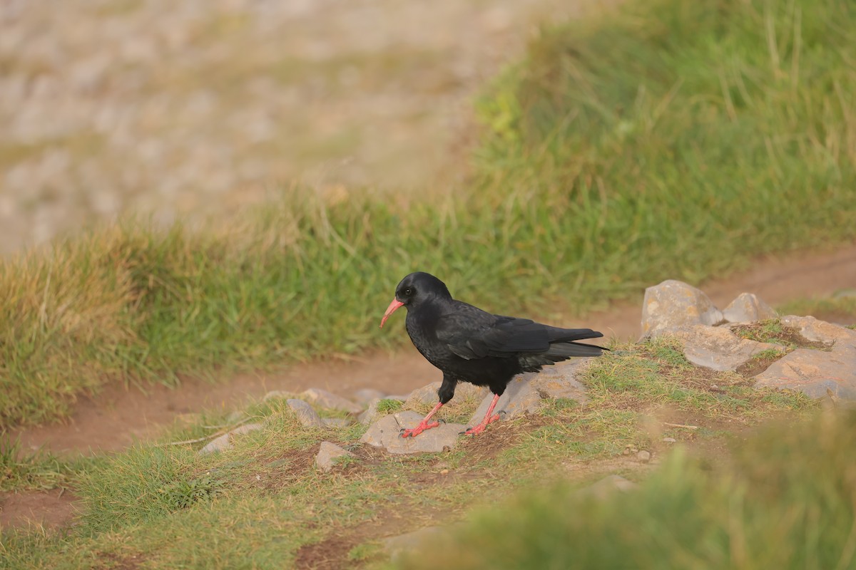 ベニハシガラス - ML647445604