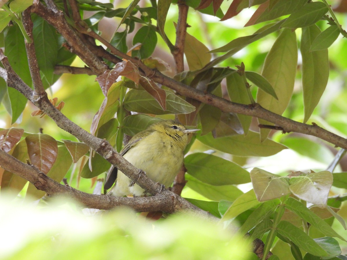 Tennesse Ötleğeni - ML647445605