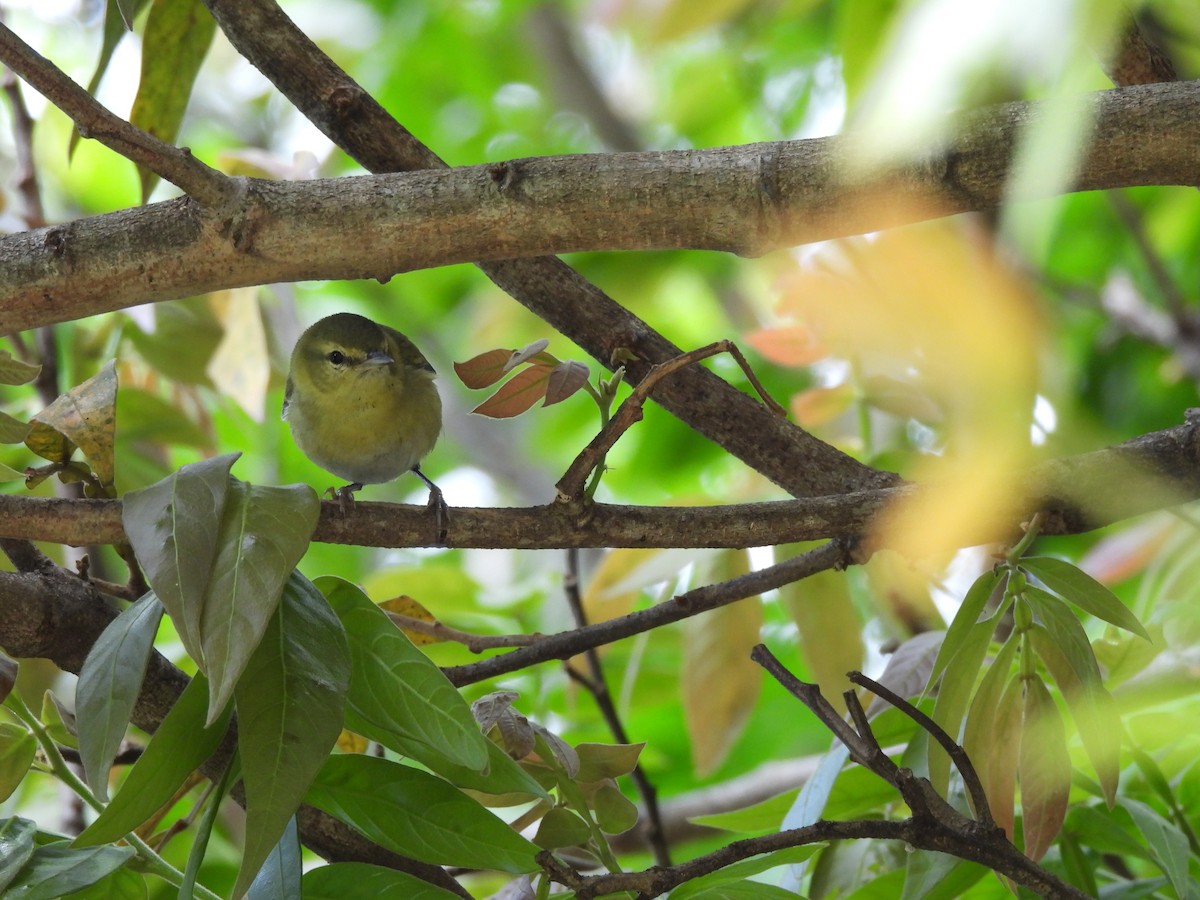 Tennesse Ötleğeni - ML647445606