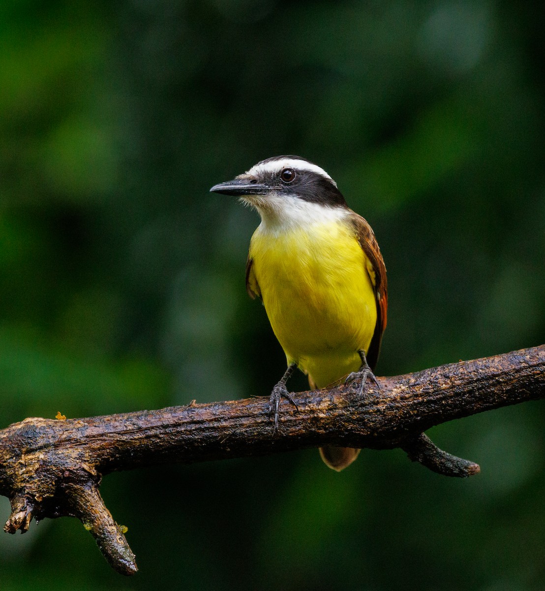 Great Kiskadee - ML647445607