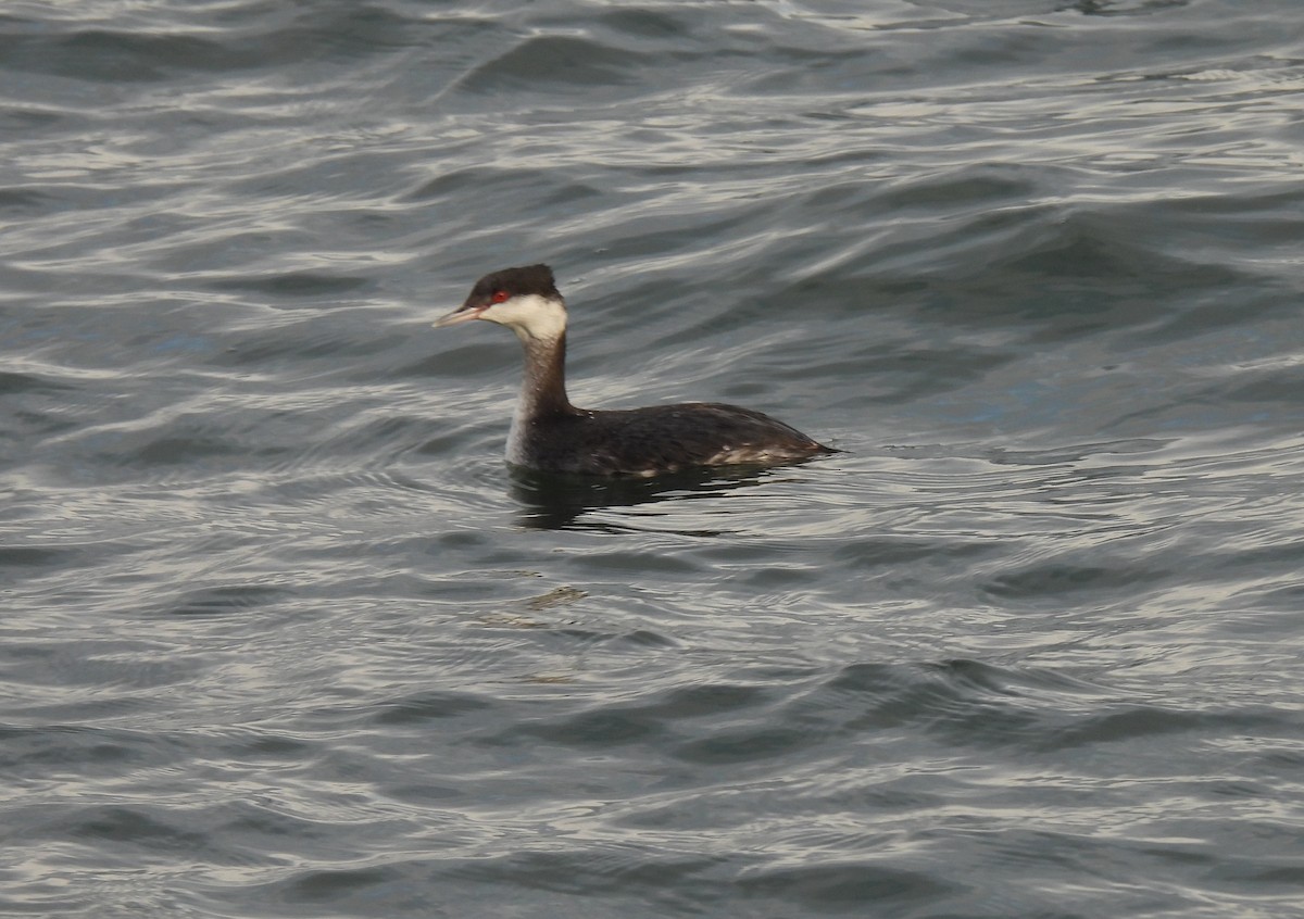 Horned Grebe - ML647445608