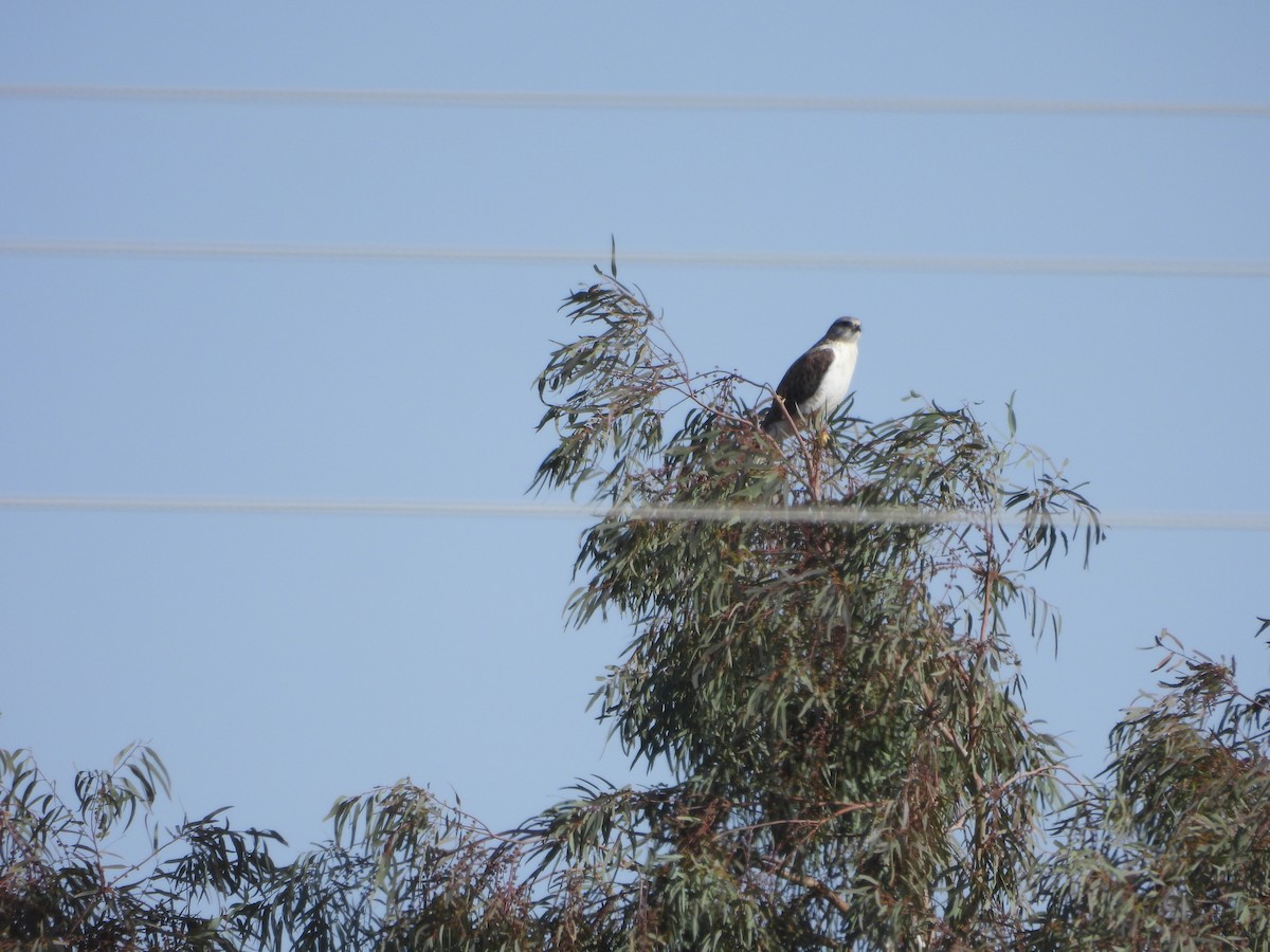 kongevåk - ML647445609