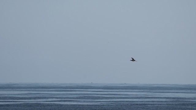 Сула перуанська - ML647445616