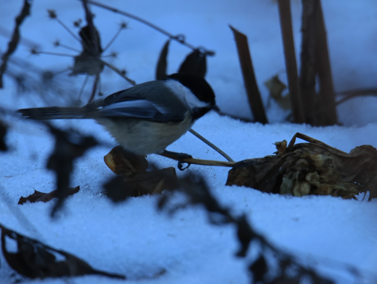 Black-capped Chickadee - ML647445630