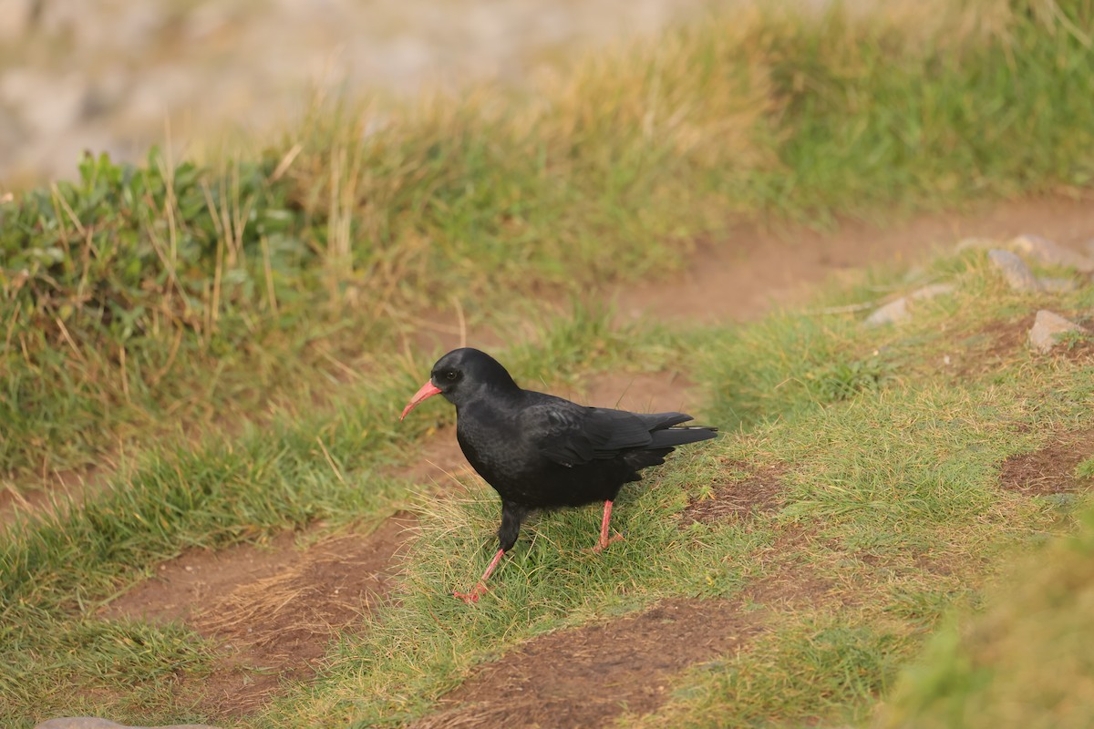 ベニハシガラス - ML647445633