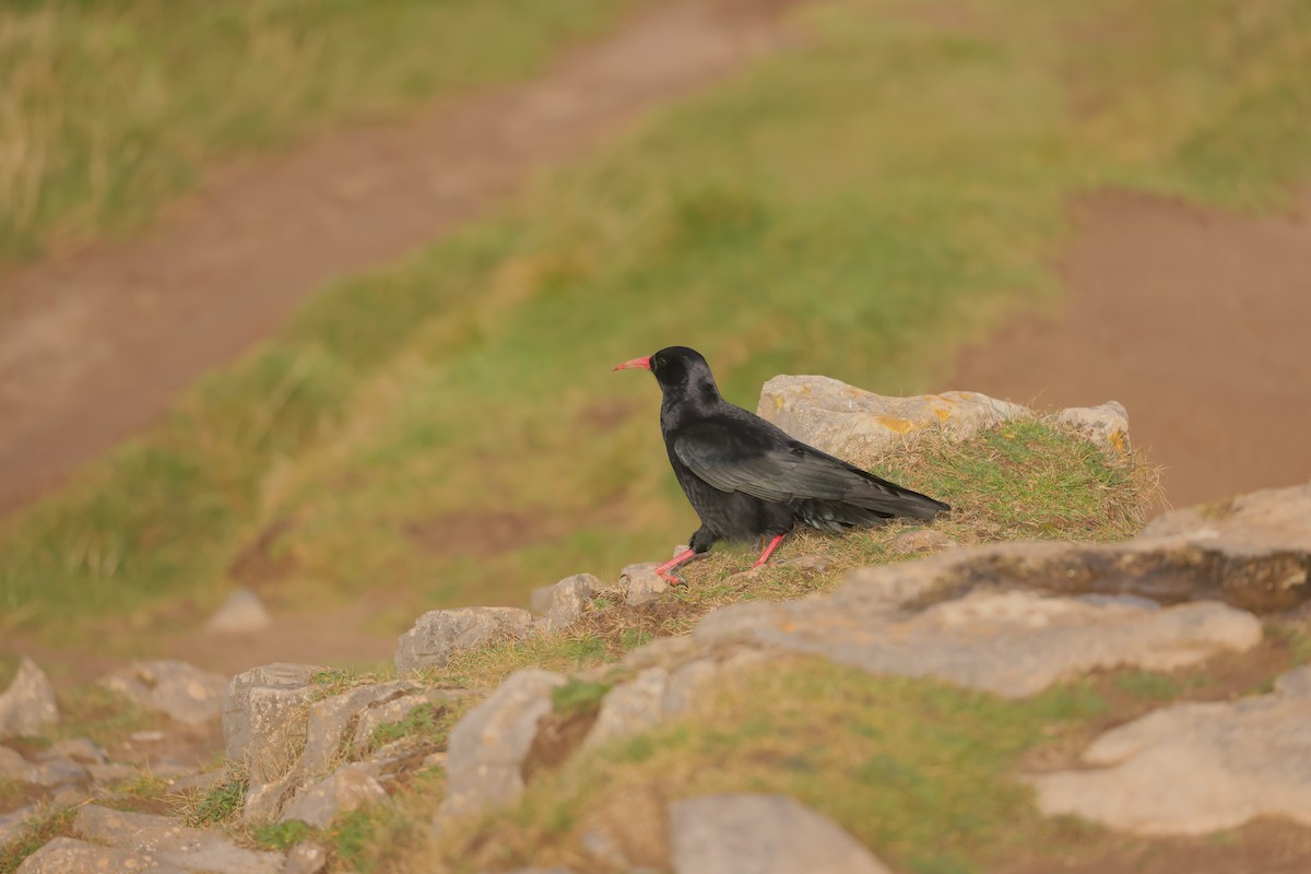 ベニハシガラス - ML647445638