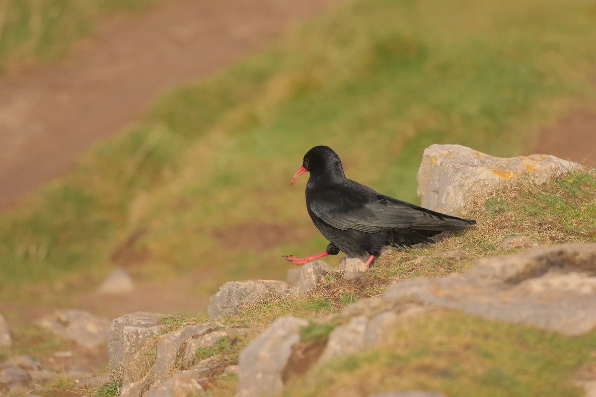 ベニハシガラス - ML647445643