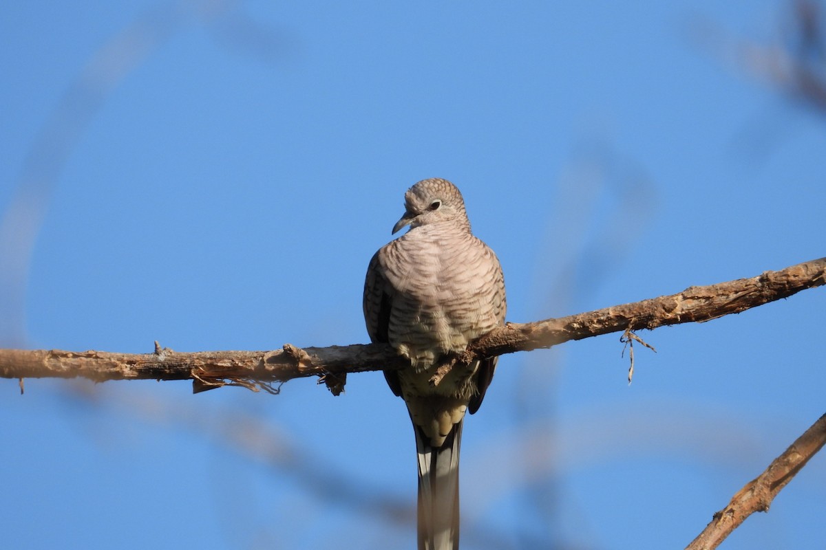 Inca Dove - ML647445645