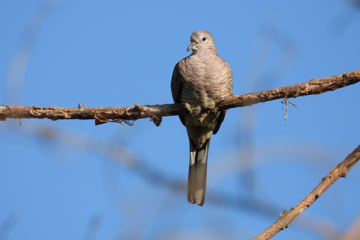 Inca Dove - ML647445646