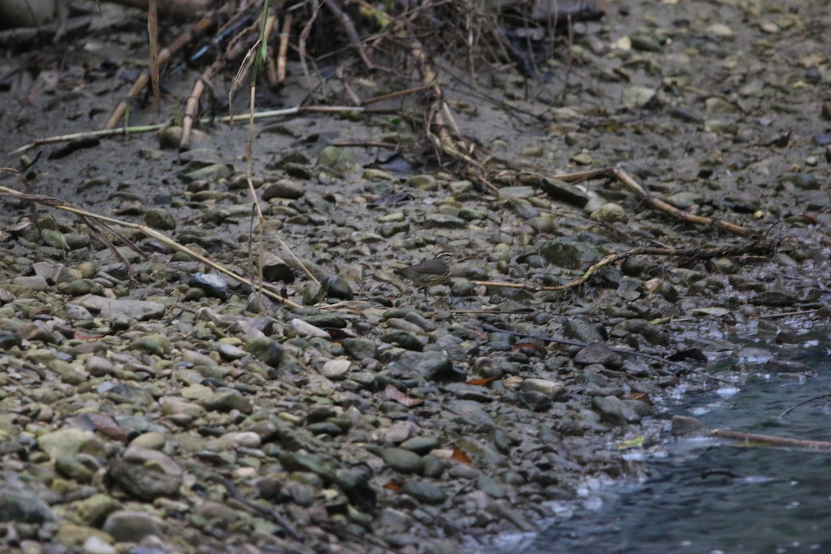Louisiana Waterthrush - ML647445647