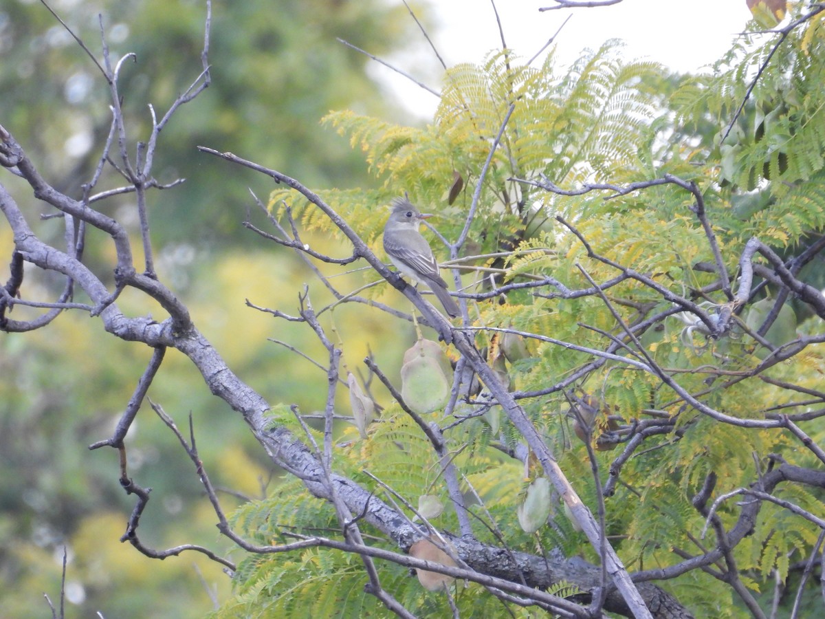 Піві великий - ML647445652