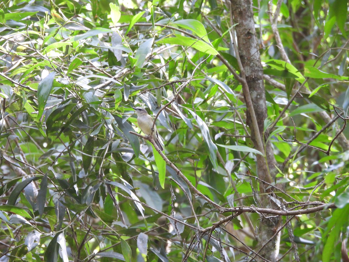 Siffleur sobre - ML647445654