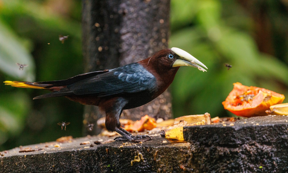 Chestnut-headed Oropendola - ML647445659