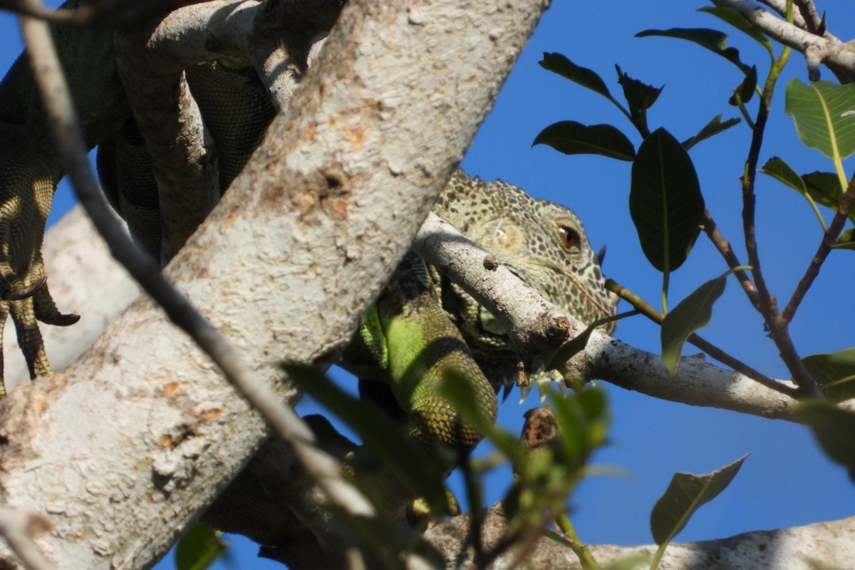 בעלי חיים - ML647445660