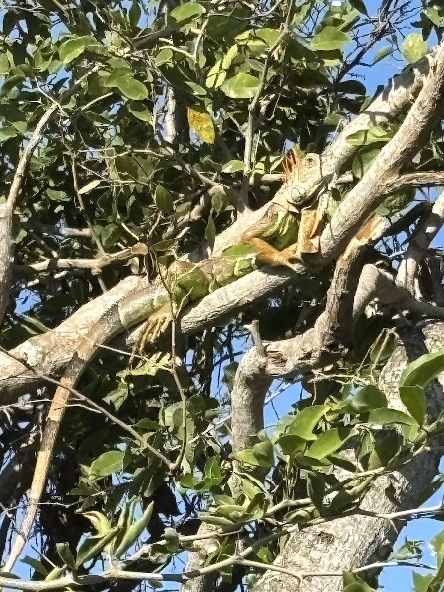 בעלי חיים - ML647445661