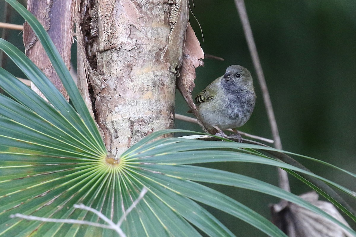 ニショクコメワリ - ML647445663