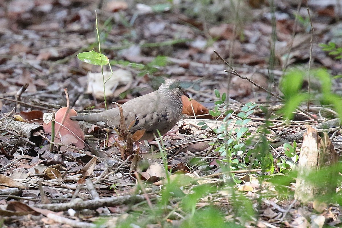 スズメバト - ML647445667