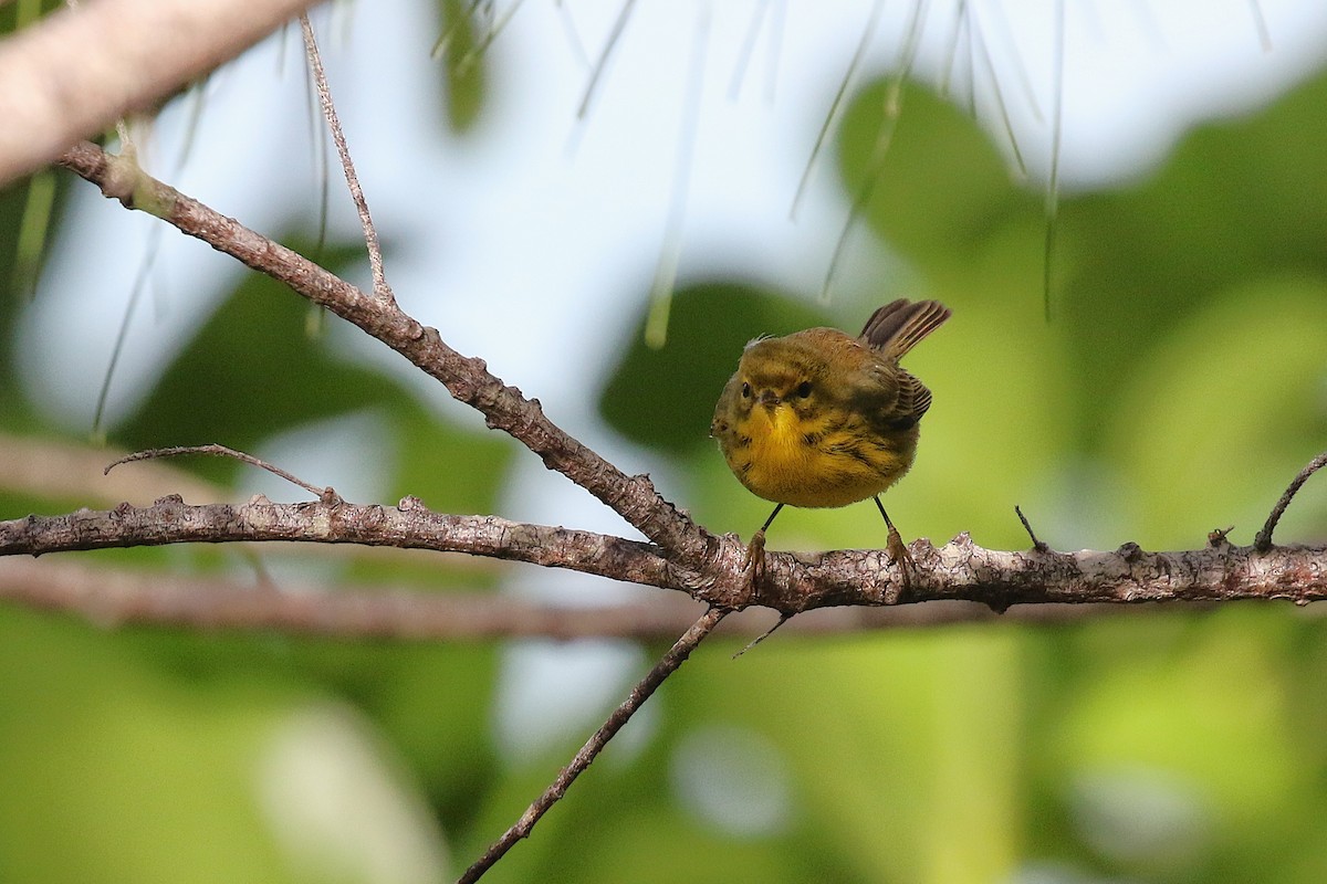 チャスジアメリカムシクイ - ML647445671