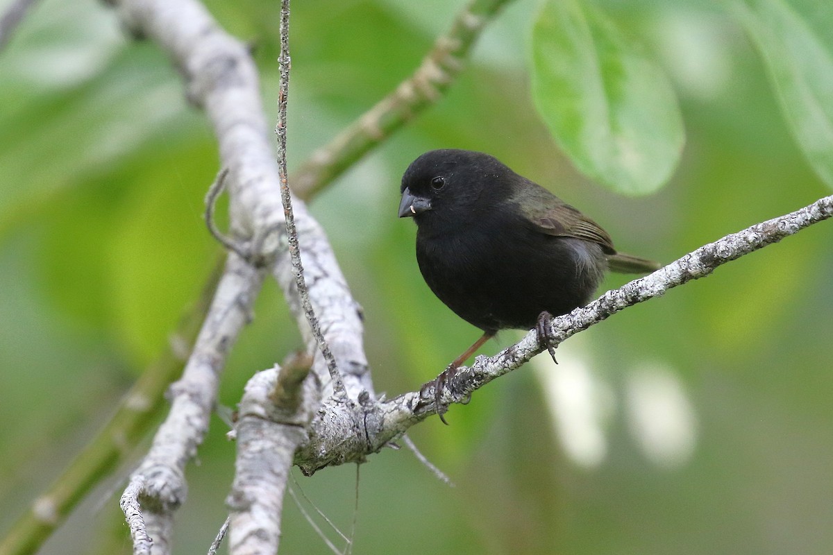 ニショクコメワリ - ML647445678