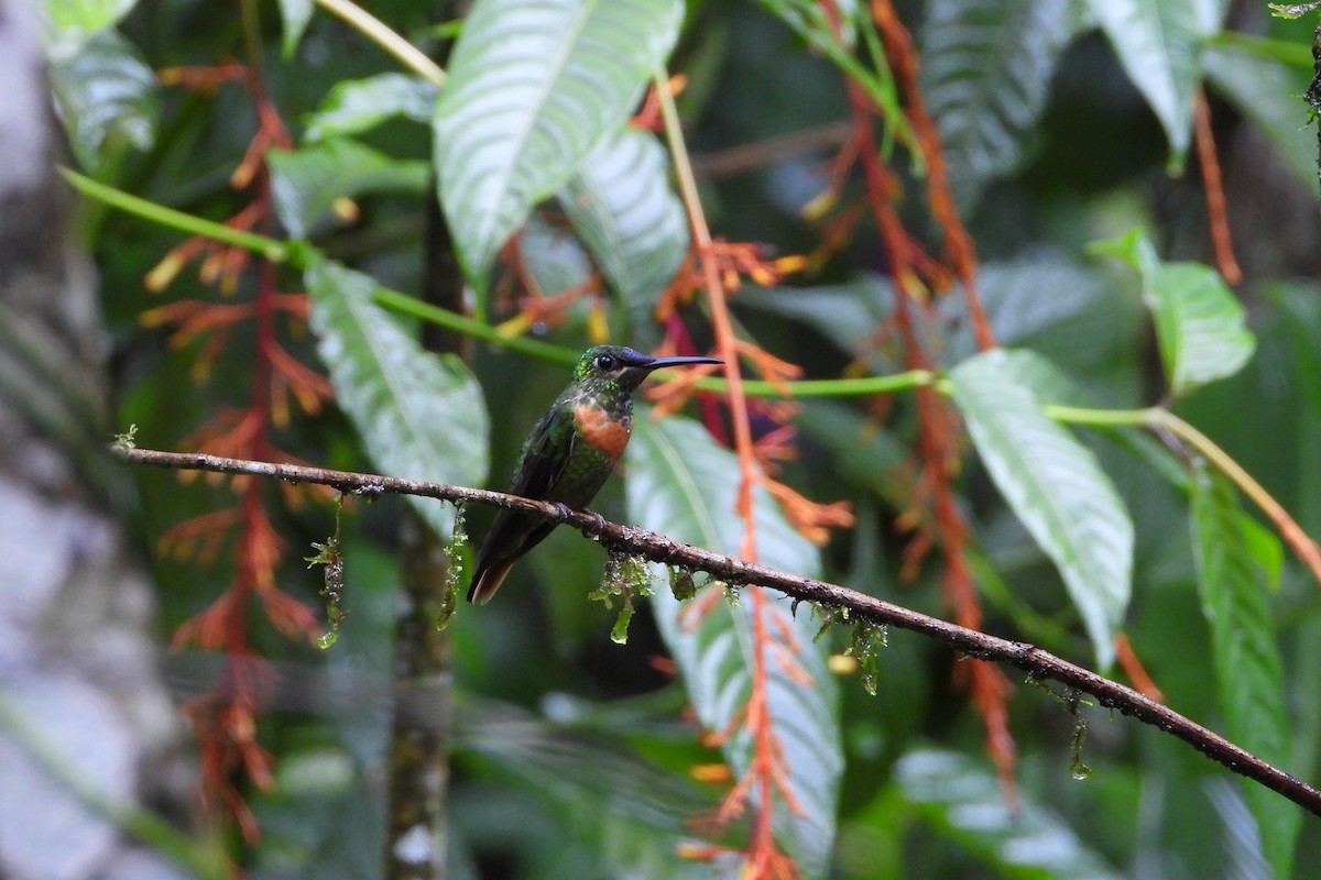 Gould's Jewelfront - ML647445682