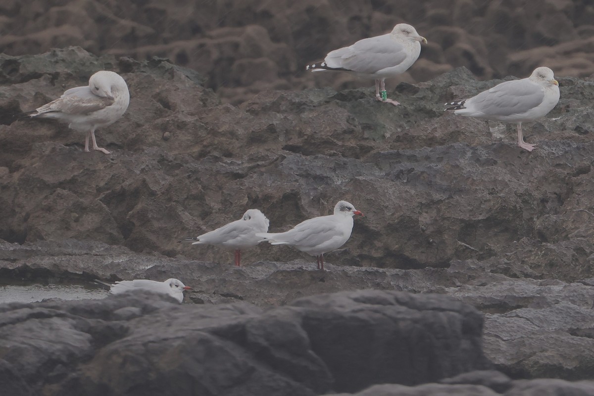 Mediterranean Gull - ML647445687