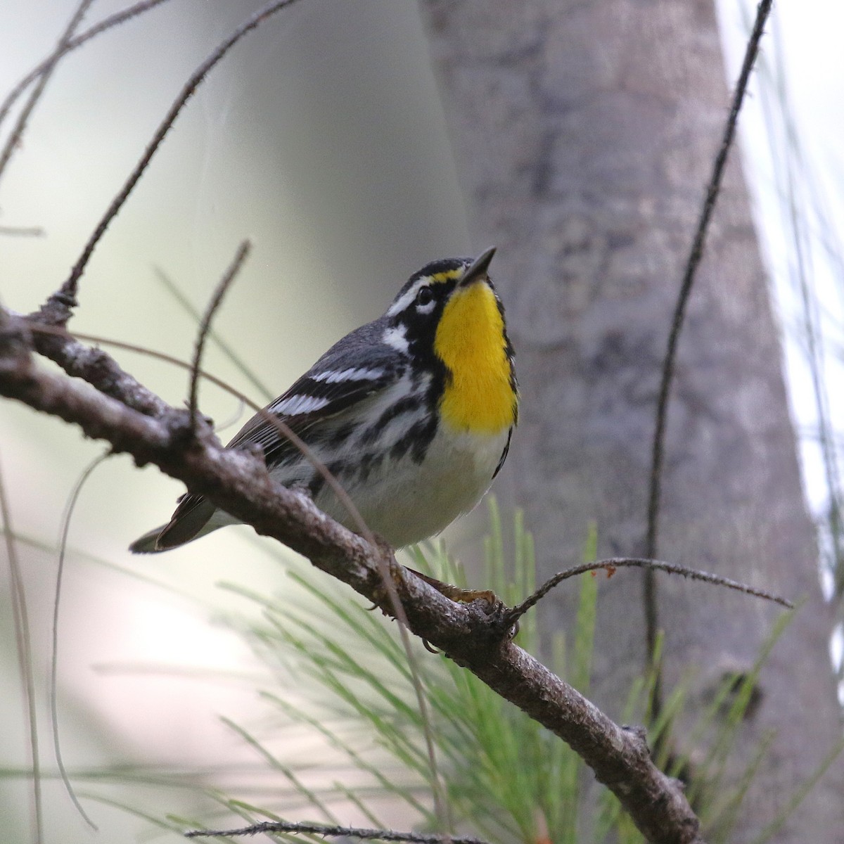 キノドアメリカムシクイ - ML647445688