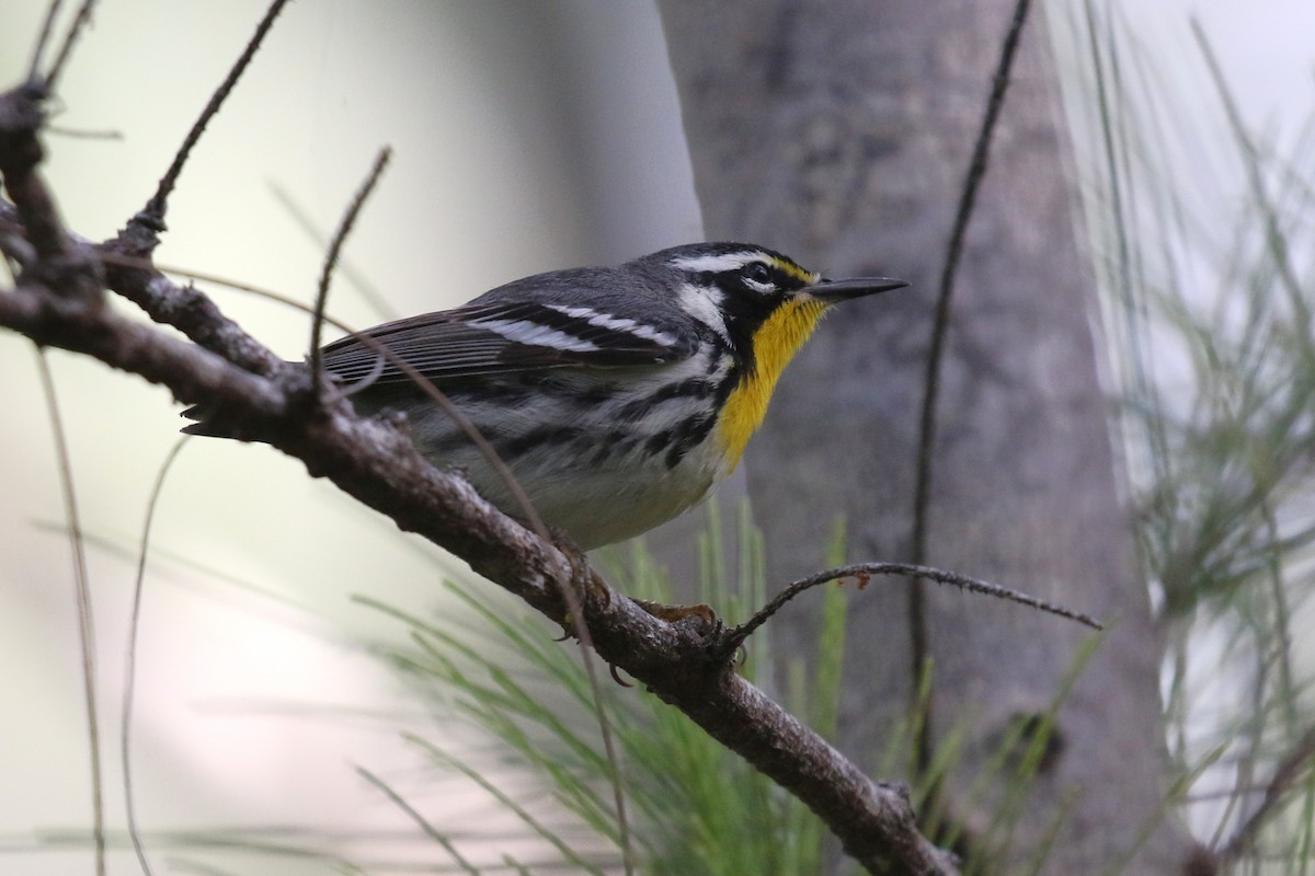 キノドアメリカムシクイ - ML647445694