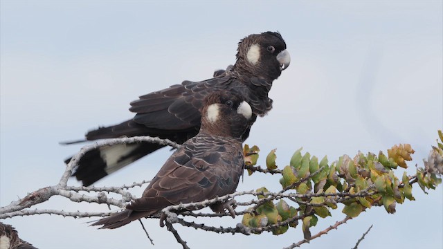 Какатоїс евкаліптовий - ML647445695