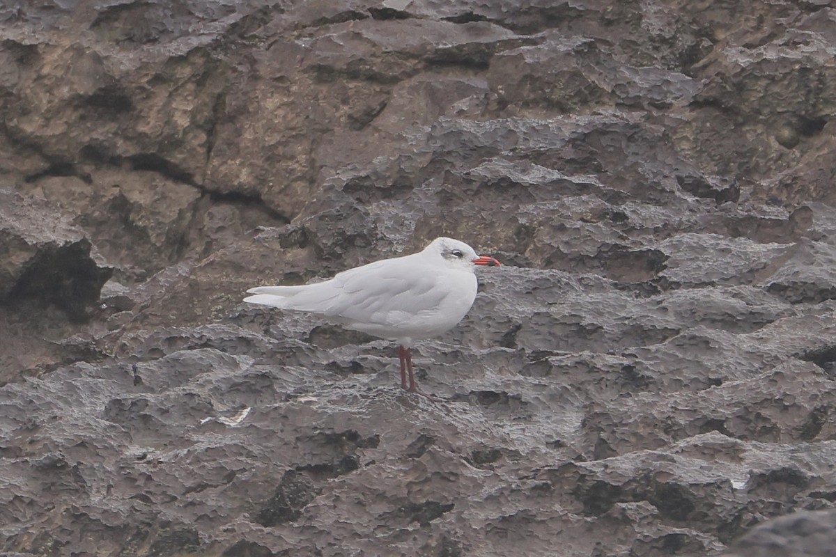 Mediterranean Gull - ML647445696