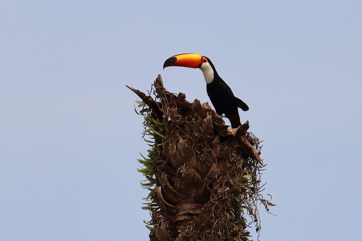 Toco Toucan - ML647445697