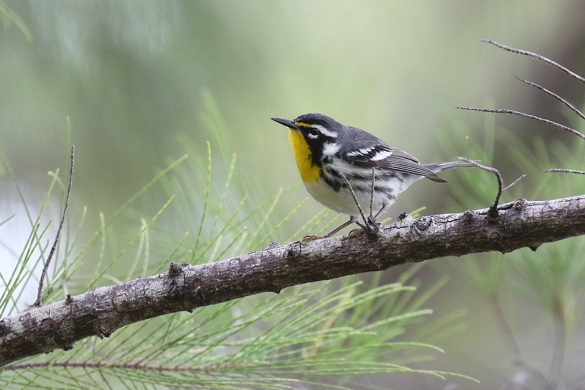 キノドアメリカムシクイ - ML647445700